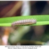 melanargia teneates talysh larva1b